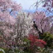 ヒメ日記 2024/04/13 13:00 投稿 さくらこ 神戸人妻花壇