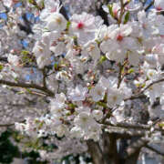 ヒメ日記 2026/04/03 11:19 投稿 さくら 神戸人妻花壇