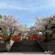 ヒメ日記 2025/04/09 18:32 投稿 さつき 神戸人妻援護会