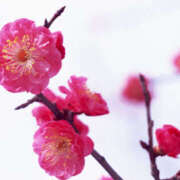 ヒメ日記 2026/01/18 10:30 投稿 あきほ 神戸人妻援護会