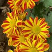 ヒメ日記 2025/10/15 09:25 投稿 真野 熟女妻