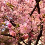 ヒメ日記 2025/03/03 17:36 投稿 松嶋那々 プレジデントクラブ