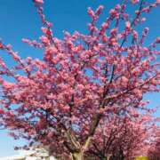 ヒメ日記 2025/03/08 18:45 投稿 松嶋那々 プレジデントクラブ