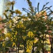 ヒメ日記 2025/03/16 12:27 投稿 松嶋那々 プレジデントクラブ