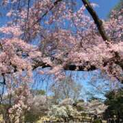 ヒメ日記 2025/04/05 09:33 投稿 松嶋那々 プレジデントクラブ