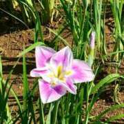 ヒメ日記 2025/06/05 16:03 投稿 松嶋那々 プレジデントクラブ