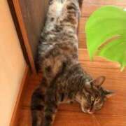 ヒメ日記 2025/06/29 09:08 投稿 松嶋那々 プレジデントクラブ