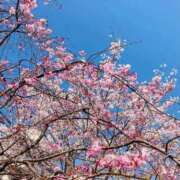 ヒメ日記 2026/03/29 14:43 投稿 松嶋那々 プレジデントクラブ