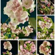 ヒメ日記 2026/04/03 12:12 投稿 松嶋那々 プレジデントクラブ