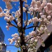 ヒメ日記 2026/04/08 15:16 投稿 松嶋那々 プレジデントクラブ