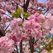 ヒメ日記 2026/04/12 15:55 投稿 松嶋那々 プレジデントクラブ