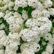 ヒメ日記 2026/04/18 09:46 投稿 松嶋那々 プレジデントクラブ