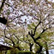 ヒメ日記 2026/04/10 12:25 投稿 なつめ 新大阪秘密倶楽部