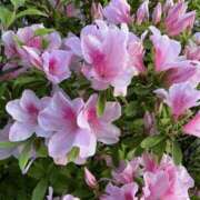 ヒメ日記 2026/04/18 09:20 投稿 なつめ 新大阪秘密倶楽部