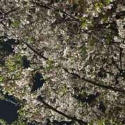 ヒメ日記 2026/04/06 21:00 投稿 かんな ちゃんこ本厚木店