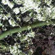 ヒメ日記 2026/03/30 10:43 投稿 あんり 美熟女専科白夜