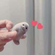 ヒメ日記 2025/12/04 10:22 投稿 秋吉 シャトーペトラ