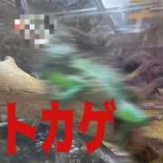 ヒメ日記 2025/09/23 08:00 投稿 茜（あかね） 美熟女専科白夜