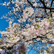 ヒメ日記 2026/04/07 22:37 投稿 藤井 MadameRest(マダムレスト)