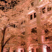 ヒメ日記 2025/03/24 15:45 投稿 菅野 MadameRest(マダムレスト)