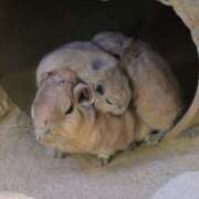 ヒメ日記 2026/04/17 18:16 投稿 菅野 MadameRest(マダムレスト)