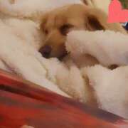 ヒメ日記 2025/01/16 17:08 投稿 戸郷 MadameRest(マダムレスト)