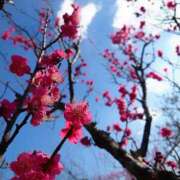 ヒメ日記 2025/03/11 09:02 投稿 戸郷 MadameRest(マダムレスト)