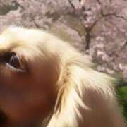 ヒメ日記 2025/04/01 10:23 投稿 戸郷 MadameRest(マダムレスト)