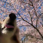 ヒメ日記 2025/04/08 10:45 投稿 戸郷 MadameRest(マダムレスト)