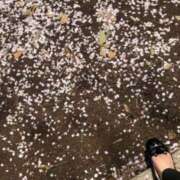 ヒメ日記 2025/04/09 11:28 投稿 戸郷 MadameRest(マダムレスト)