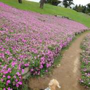 ヒメ日記 2025/04/19 13:47 投稿 戸郷 MadameRest(マダムレスト)