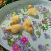 ヒメ日記 2025/04/26 09:40 投稿 戸郷 MadameRest(マダムレスト)