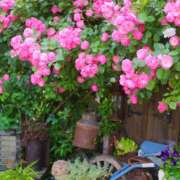 ヒメ日記 2025/06/04 14:54 投稿 戸郷 MadameRest(マダムレスト)