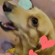 ヒメ日記 2025/11/11 14:54 投稿 戸郷 MadameRest(マダムレスト)