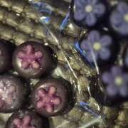 ヒメ日記 2025/12/17 05:26 投稿 戸郷 MadameRest(マダムレスト)