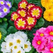 ヒメ日記 2026/01/03 12:49 投稿 戸郷 MadameRest(マダムレスト)