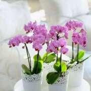 ヒメ日記 2026/01/05 07:44 投稿 戸郷 MadameRest(マダムレスト)