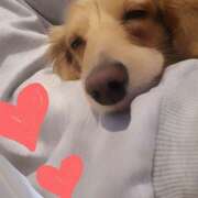 戸郷 ✨🪷🐶ルーティン🪷✨ MadameRest(マダムレスト)