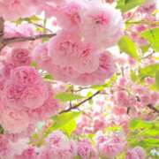 ヒメ日記 2026/01/20 07:52 投稿 戸郷 MadameRest(マダムレスト)