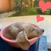 ヒメ日記 2026/01/26 06:43 投稿 戸郷 MadameRest(マダムレスト)