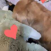 ヒメ日記 2026/01/29 14:52 投稿 戸郷 MadameRest(マダムレスト)