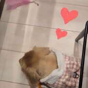 ヒメ日記 2026/03/11 16:47 投稿 戸郷 MadameRest(マダムレスト)