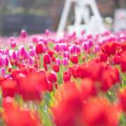 ヒメ日記 2026/03/21 07:13 投稿 戸郷 MadameRest(マダムレスト)