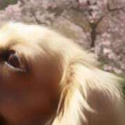 ヒメ日記 2026/04/01 12:02 投稿 戸郷 MadameRest(マダムレスト)