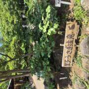 ヒメ日記 2026/05/11 08:56 投稿 戸郷 MadameRest(マダムレスト)