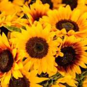 ヒメ日記 2025/07/24 07:45 投稿 もも VIVIDCREWマダムセカンドバージン 梅田店