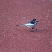 ヒメ日記 2025/01/24 21:14 投稿 水希(みずき) ビッグバード