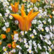 ヒメ日記 2025/04/21 07:58 投稿 水希(みずき) ビッグバード