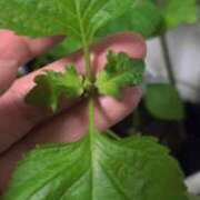 ヒメ日記 2025/05/17 23:29 投稿 水希(みずき) ビッグバード