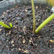 ヒメ日記 2025/06/13 19:44 投稿 水希(みずき) ビッグバード